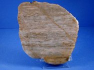 Archaean Stromatolites