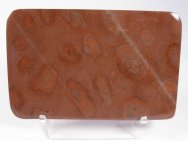 Mesoproterozoic Stromatolites Baicalia from China