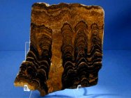 Proterozoic Stromatolites