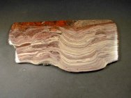 Australian Stromatolite Baicalia capricornia
