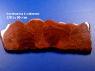 Aussie Stromatolite