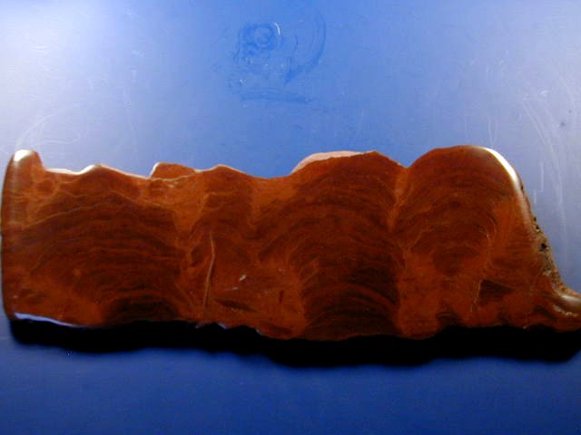 Australian Stromatolite Earaheedia kuleliensis