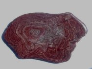 Mesoproterozoic Stromatolite