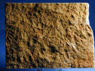 Rusophycus