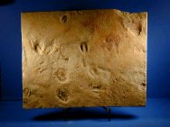 Cambrian Euthycarcinoids