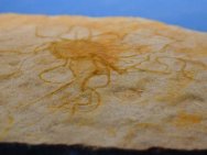 Cambrian jellyfish fossil
