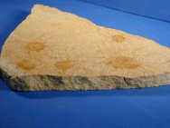 Jellyfish Fossil Mass Mortality