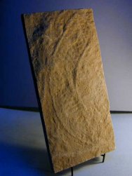 Climactichnites wilsoni
