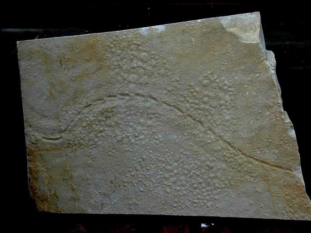 Protichnites Ichnofossil