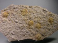 Scyphozoan Jellyfish Fossils