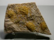Cambrian Scyphozoa Jellyfish Ichnofossil