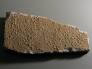 Stromatolites