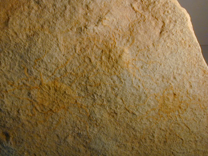 Elk Mound Group Jellyfish Fossils