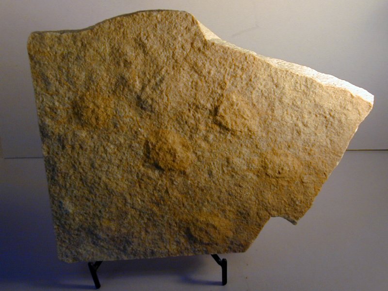 Cambrian Jellyfish