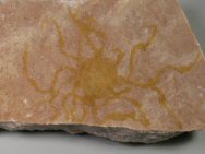 Scyphozoan Jellyfish Fossil