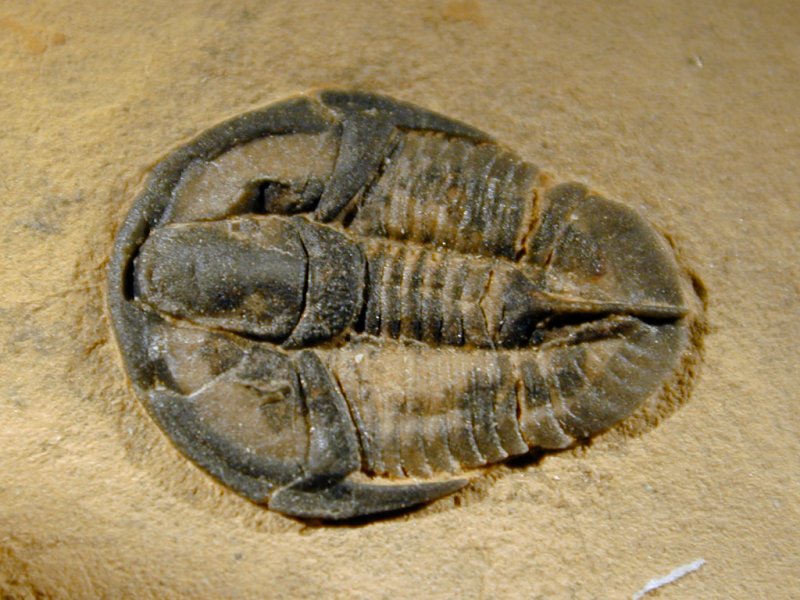 Genevievella granulatus Trilobite