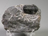 Gerastos tuberculatus marocensis Trilobite