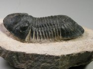 Paralejurus dormitzieri Trilobite