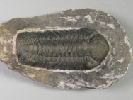 Phacops speculator Moroccan Trilobite