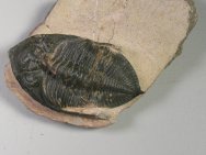 Zilchovaspis rugosa Trilobite