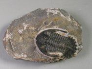 Hollardops mesocristata Moroccan Trilobite