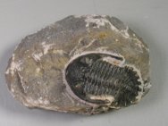 Hollardops mesocristata Trilobite