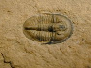 Cedaria Minor Trilobite