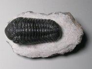 Phacops speculator Moroccan Trilobite