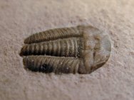 Menomonia (Densonella) semele Trilobite