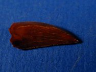 Deltadromeus agilis Dinosaur Tooth