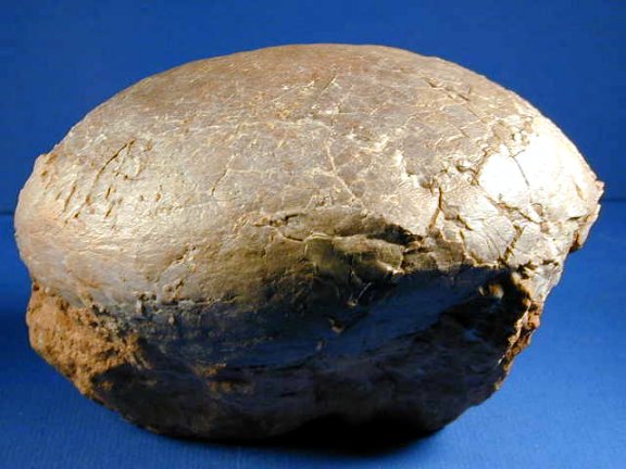 Hadrosaurus dinosaur egg