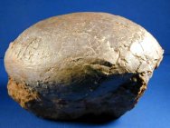 Hadrosaurid Dinosaur Egg Dendroolithus