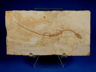 Sinohydrosaurus lingyuanensis