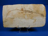 Hyphalosaurus lingyuanensis