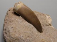 Plesiosaurus Tooth