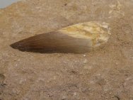 Plesiosaurus Tooth