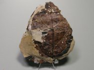 Fossil Leaf from Wyoming