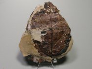 Wyoming Plant Fossil Leaf