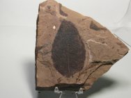 Diverse Eocene Plant Fossils from McAbee Fossil Beds