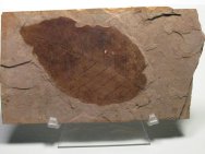 Fagus langevinii Fossil Leaf