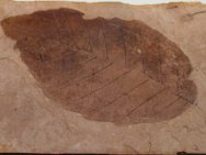 Fagus langevinii Plant Fossil