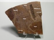 McAbee Plant Fossils