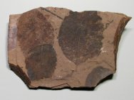 Alnus Plant Fossil Leaves