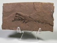 Rare Chamaecyparis Fossil 