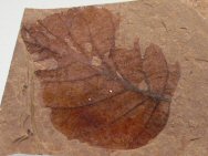 Rare Vitis Fossil Leaf