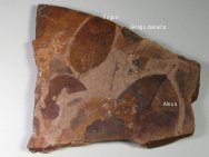 McAbee plant fossils