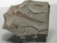 Salix Fossil