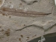 Salix cockerelli Fossil Leaf