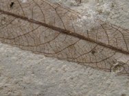 Salix cockerelli  Fossil
