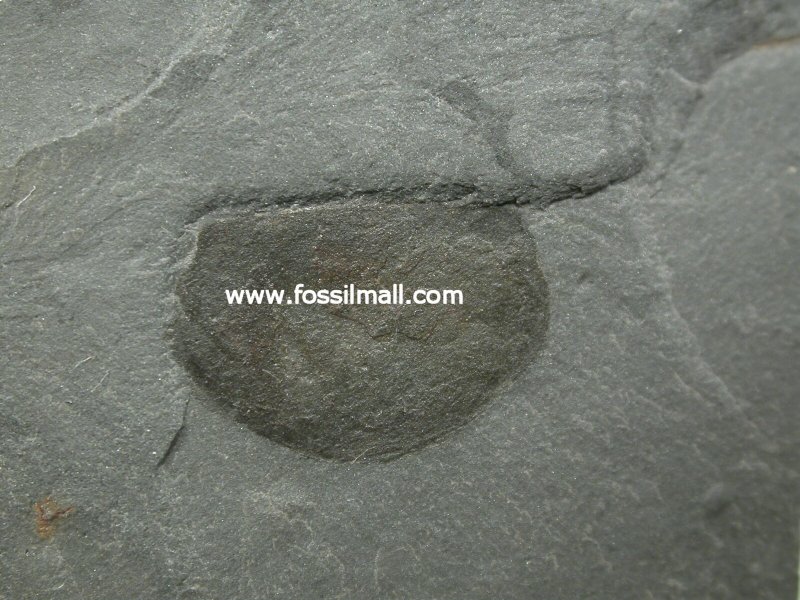 Branchiocaris Shelled Arthropod Fossil from Wheeler Formation